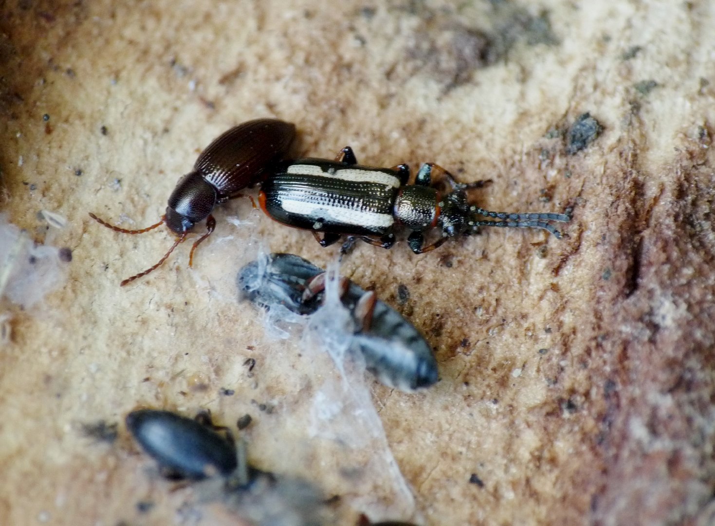 Crioceris macilenta (Chrysomel.) svernante sotto corteccia